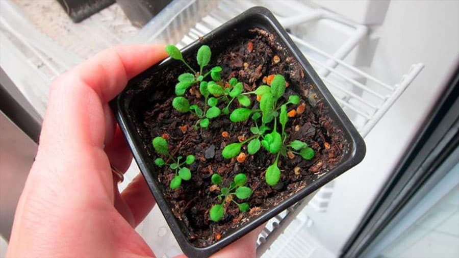 Descubren gen clave para la eficiencia del nitrógeno en plantas: un hito argentino-estadounidense