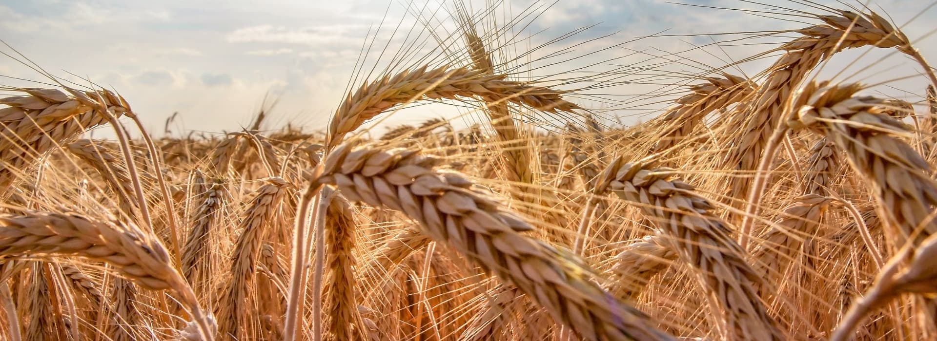 Trigo Editado Genéticamente: Seguridad Alimentaria y Más Fibra para Chile y Latam